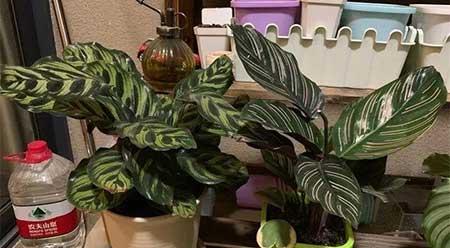 适合阴面养的绿植