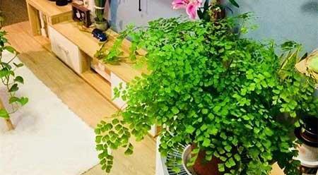 适合阴面养的绿植