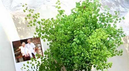 适合阴面养的绿植