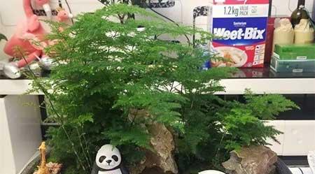 适合阴面养的绿植