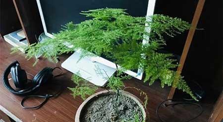 适合阴面养的绿植