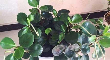 适合阴面养的绿植