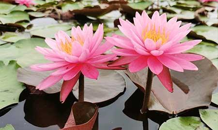 适合养在淤泥里的植物