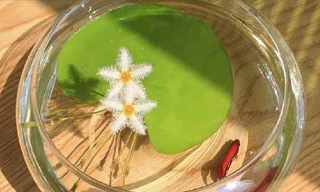 适合养在淤泥里的植物