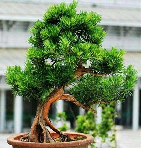 适合养在屋里的绿植