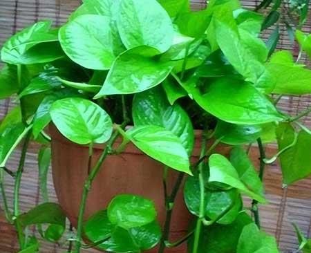 适合养在屋里的绿植