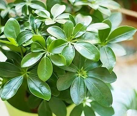 适合养在屋里的绿植