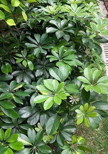 适合养在屋里的绿植