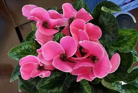 适合养在屋里的绿植