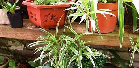 适合养在屋里的绿植