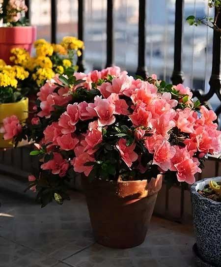 适合养在屋里的绿植