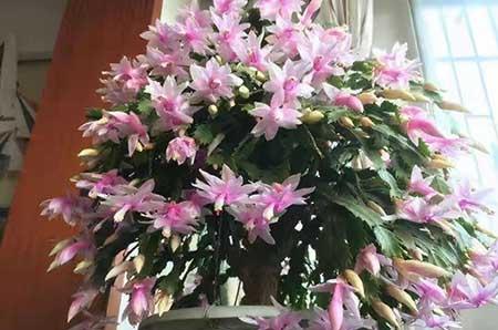 适合养在客厅的花卉