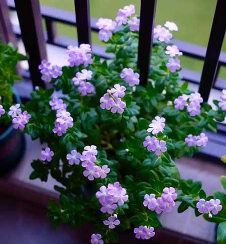 适合养在客厅的花卉