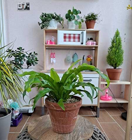 适合养在客厅的花卉