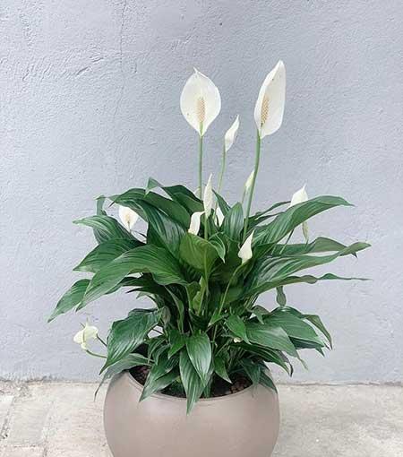 适合养在客厅的花卉