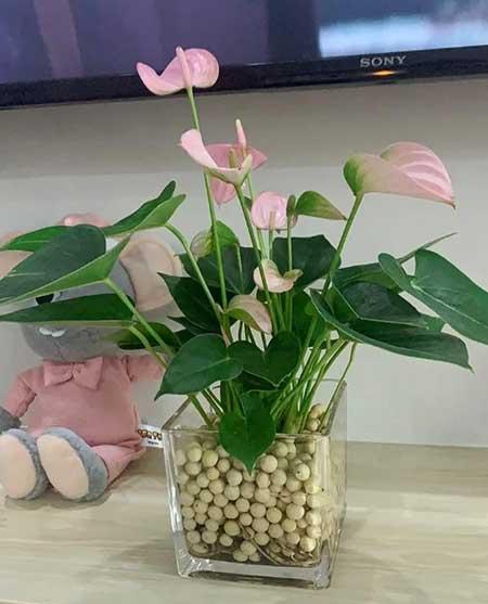 适合养在客厅的花卉