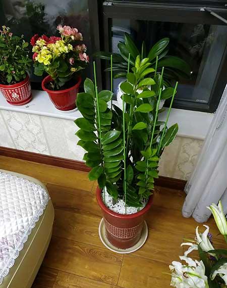 适合养在客厅的花卉