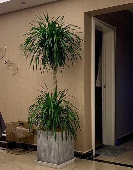 适合养在客厅的花卉