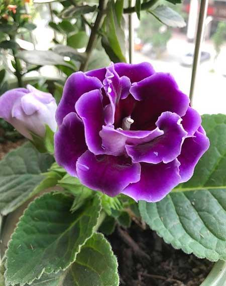 适合养在客厅的花卉