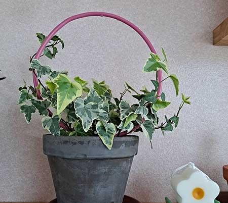 适合养在客厅的花卉