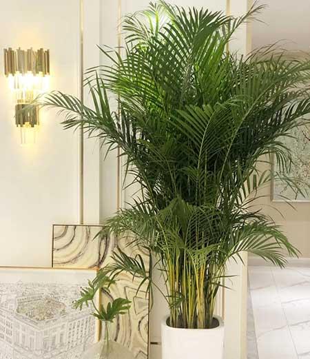 适合养在客厅的花卉