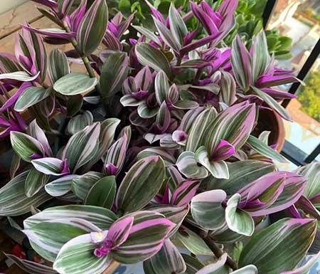 适合养在客厅的花卉