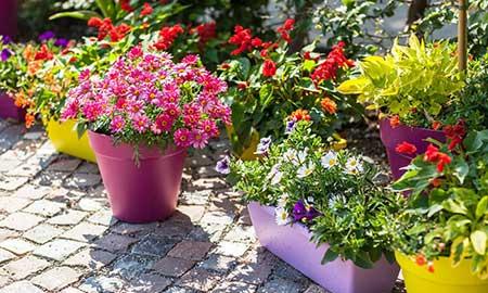 适合养在花盆里的花