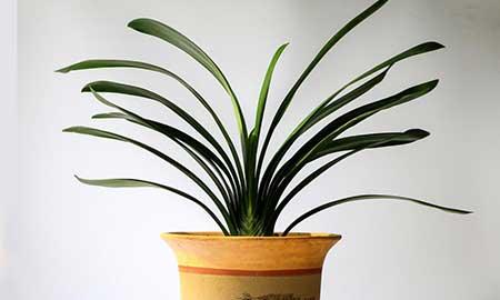 适合养在花盆里的花