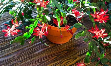 适合养在花盆里的花