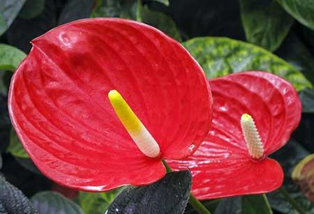 适合养在花盆里的花