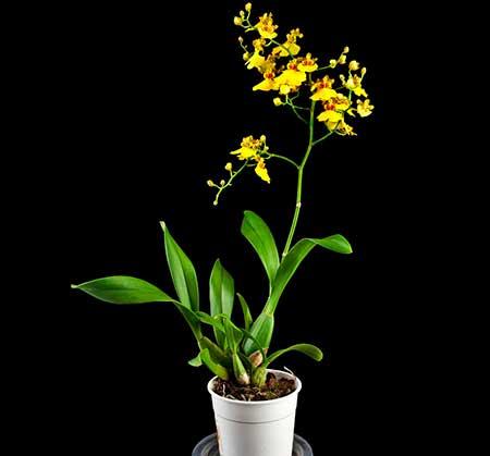 适合养在花盆里的花