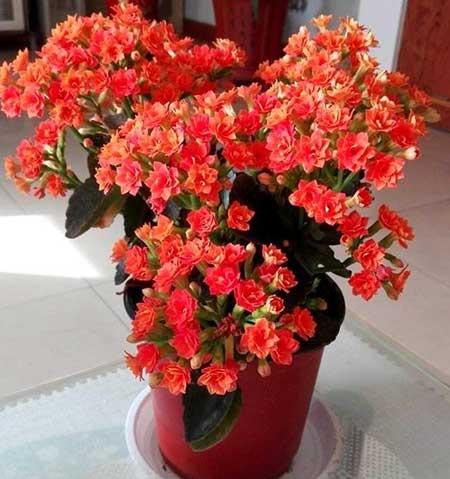 适合阳台养的水培植物