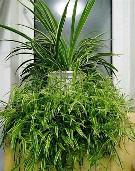 适合阳台养的水培植物