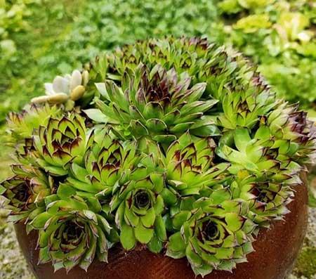 适合阳台养的水培植物