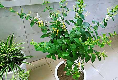 适合阳台养的水培植物