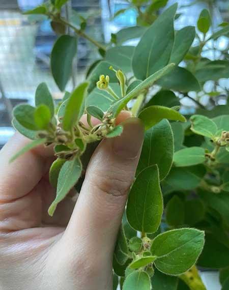 适合阳台养的水培植物