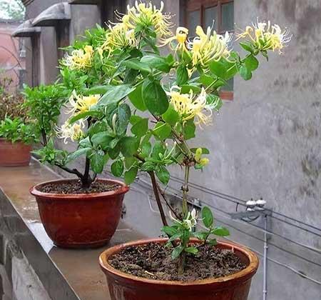 适合阳台养的水培植物