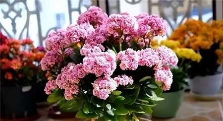 适合阳台养的水培植物