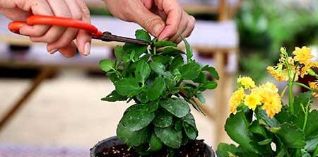 适合阳台养的水培植物