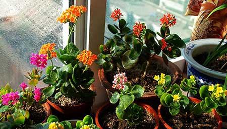 适合阳台养的水培植物