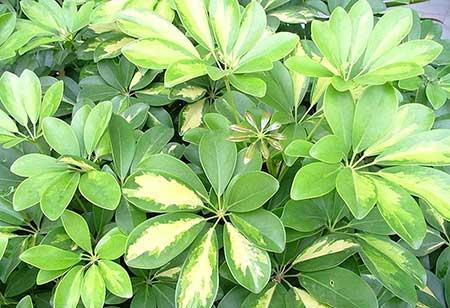 适合阳台养的水培植物