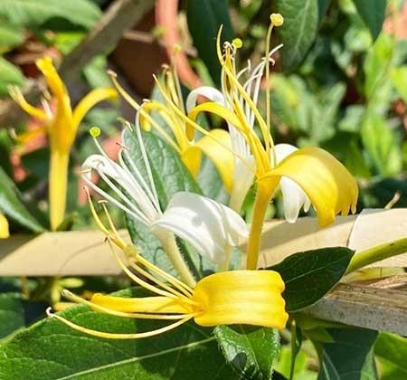 适合阳台养的水培植物