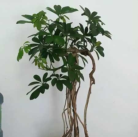 适合阳台养的水培植物