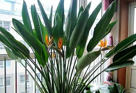 适合阳台养的水培植物