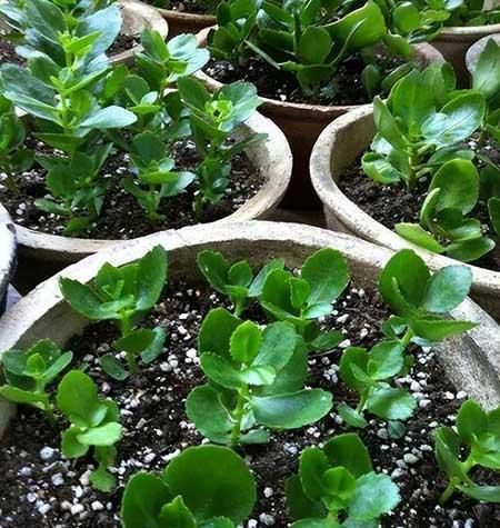 适合阳台养的水培植物