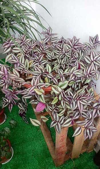 适合阳台养的水培植物