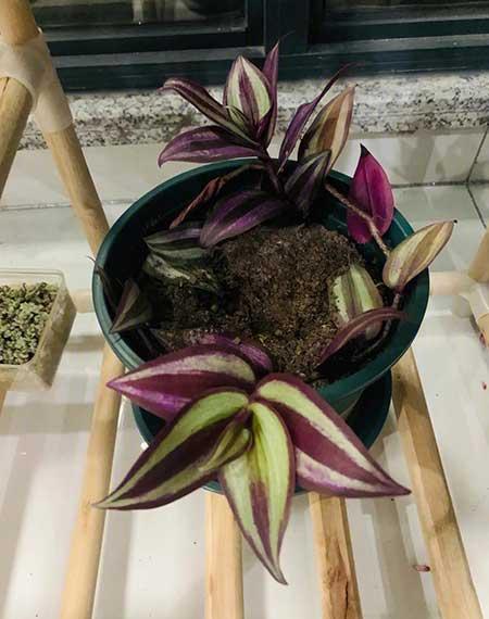 适合阳台养的水培植物