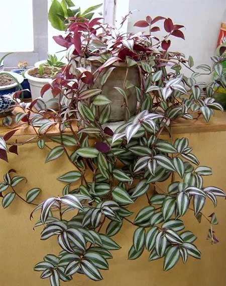 适合阳台养的水培植物