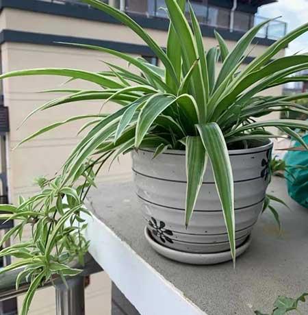 适合阳台养的水培植物