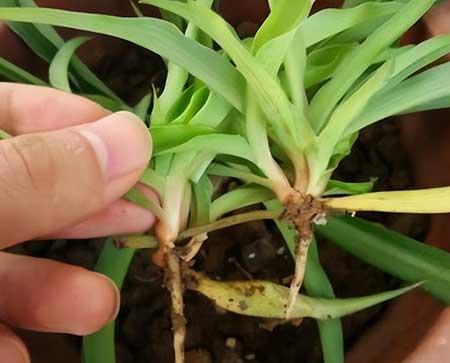 适合阳台养的水培植物